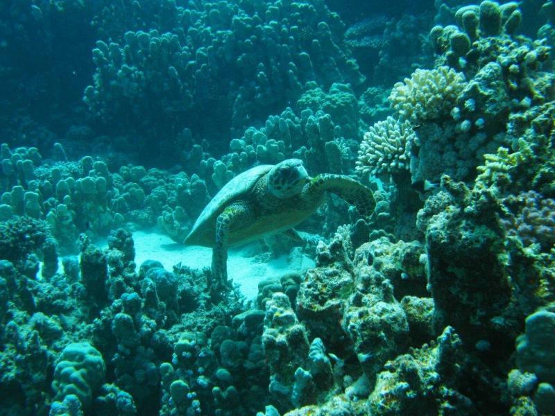 Moby Dick w Marsa Alam