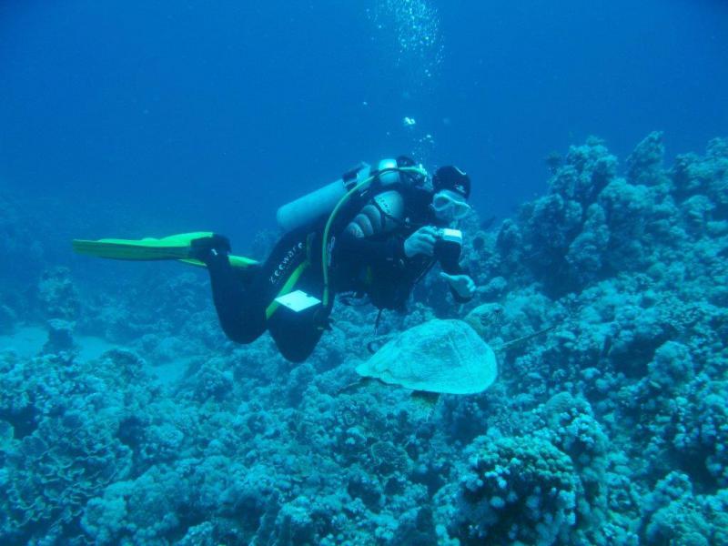 Moby Dick w Marsa Alam