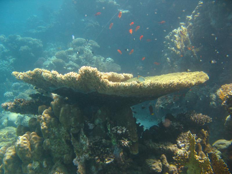 Moby Dick w Marsa Alam