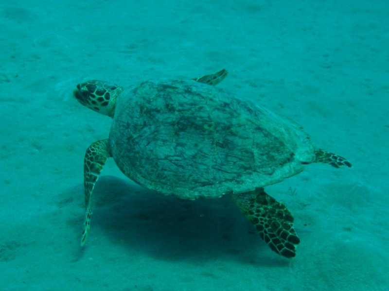 Moby Dick w Marsa Alam