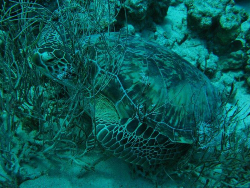 Moby Dick w Marsa Alam