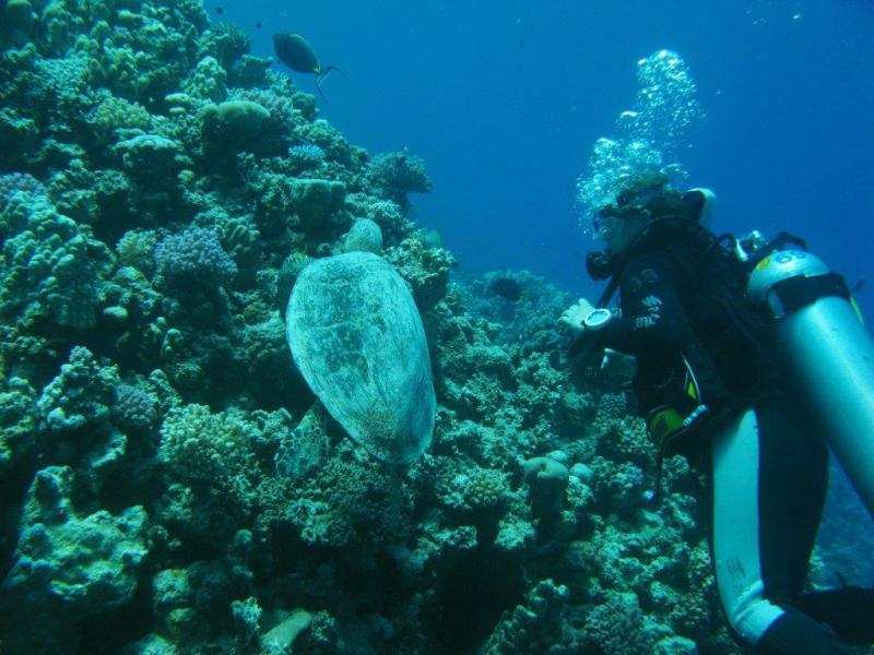 Moby Dick w Marsa Alam