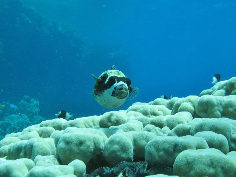 Moby Dick w Marsa Alam