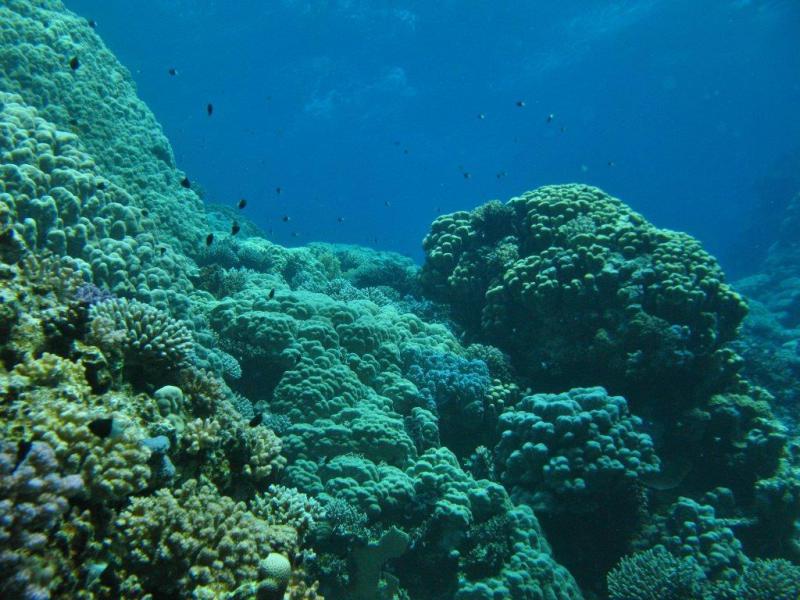 Moby Dick w Marsa Alam