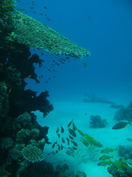 Moby Dick w Marsa Alam