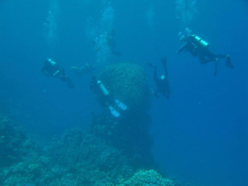 Moby Dick w Marsa Alam