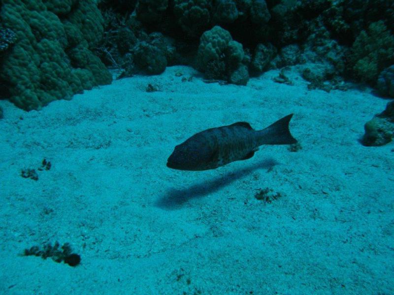 Moby Dick w Marsa Alam