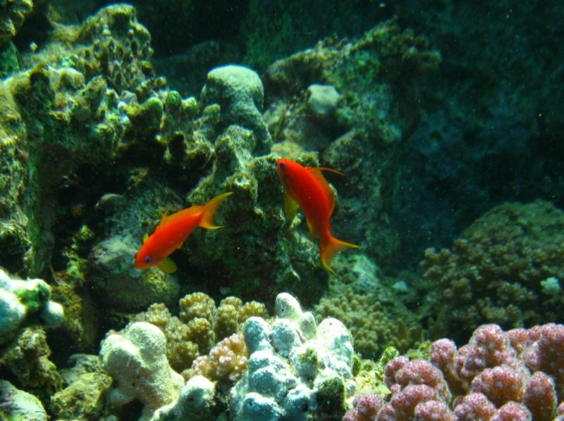 Moby Dick w Marsa Alam