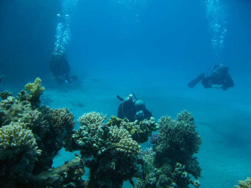 Moby Dick w Marsa Alam