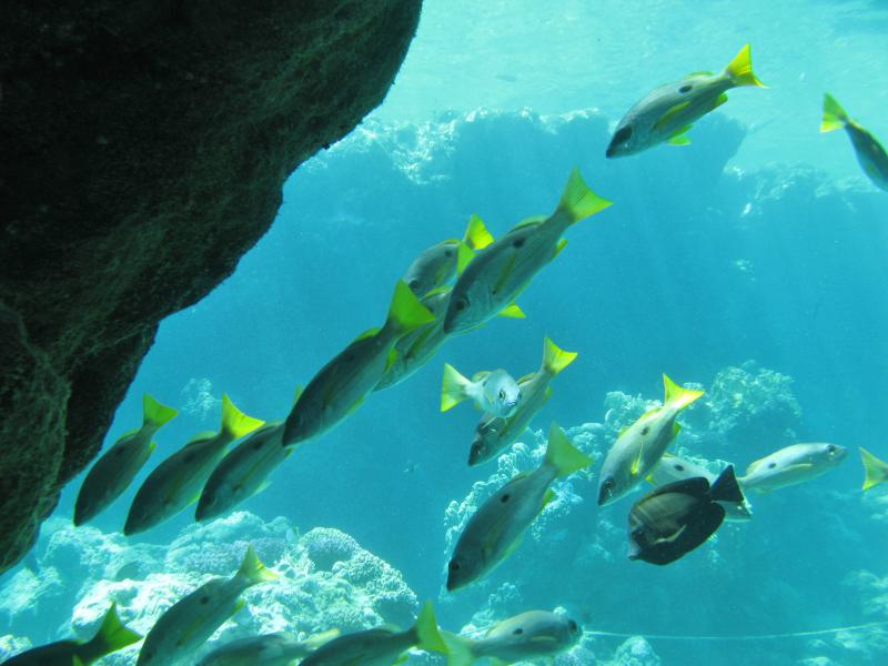 Moby Dick w Marsa Alam