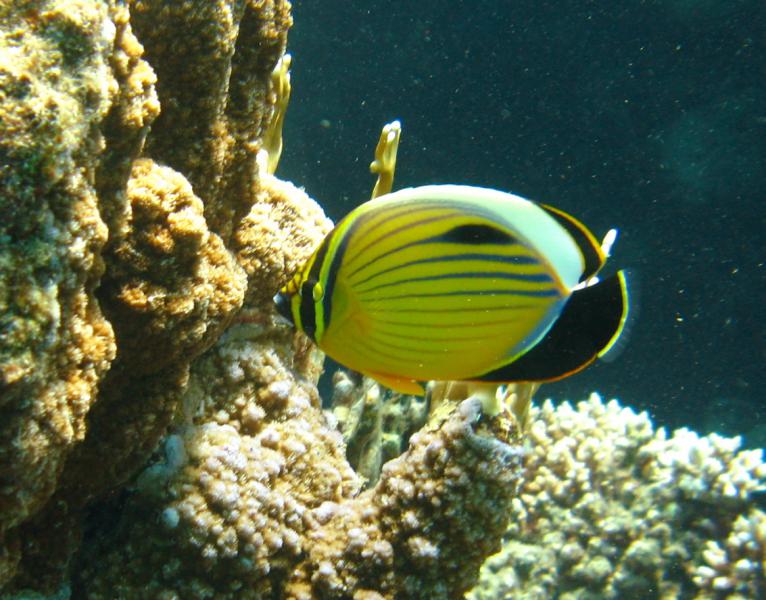 Moby Dick w Marsa Alam