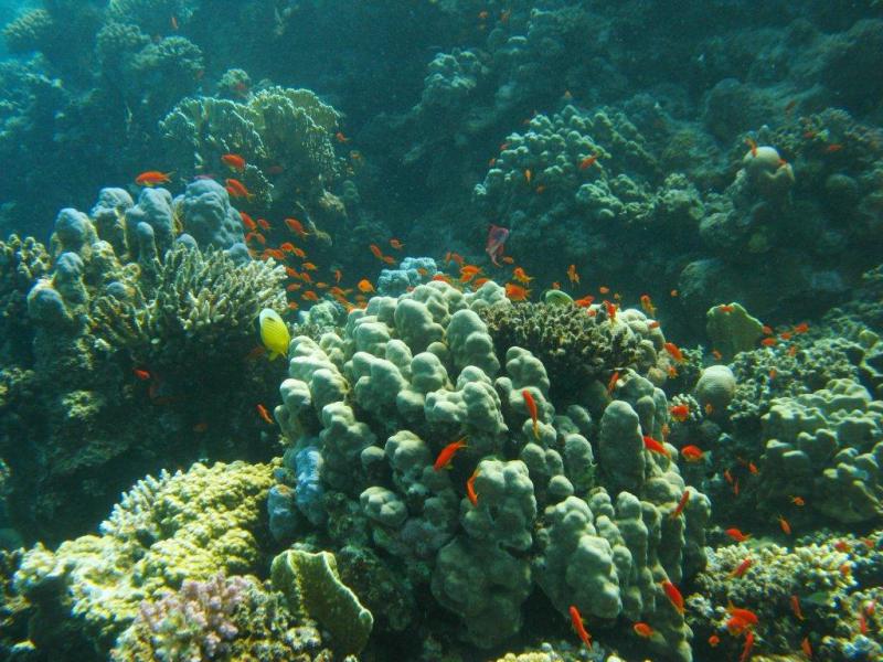 Moby Dick w Marsa Alam