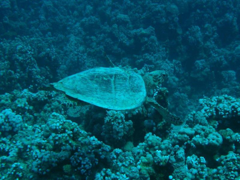 Moby Dick w Marsa Alam