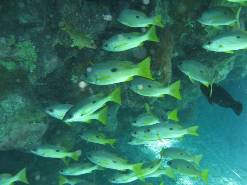 Moby Dick w Marsa Alam