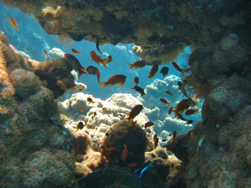 Moby Dick w Marsa Alam