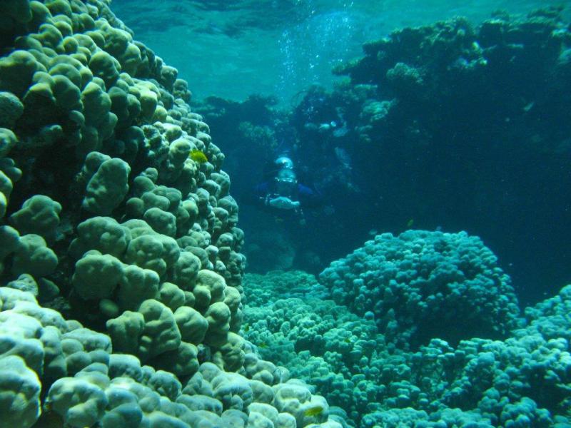 Moby Dick w Marsa Alam