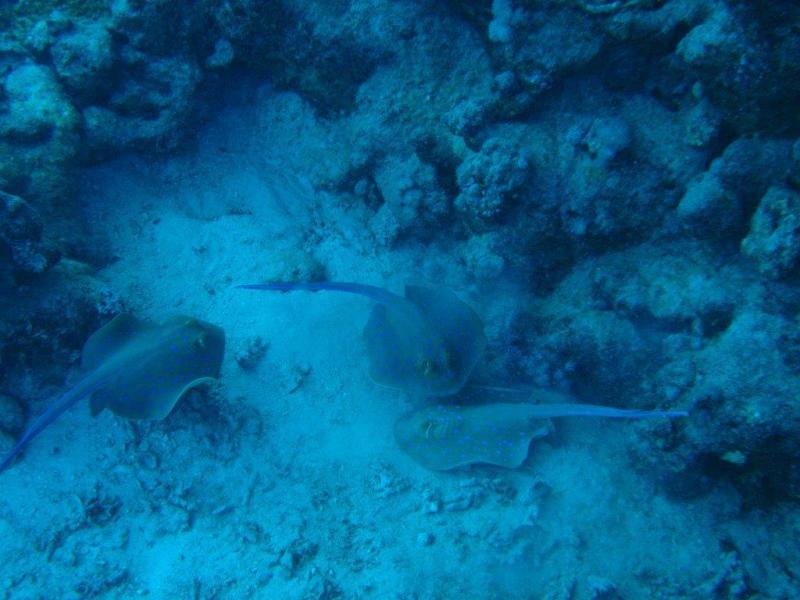 Moby Dick w Marsa Alam