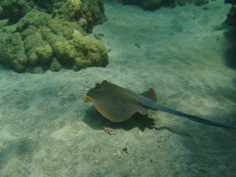 Moby Dick w Marsa Alam