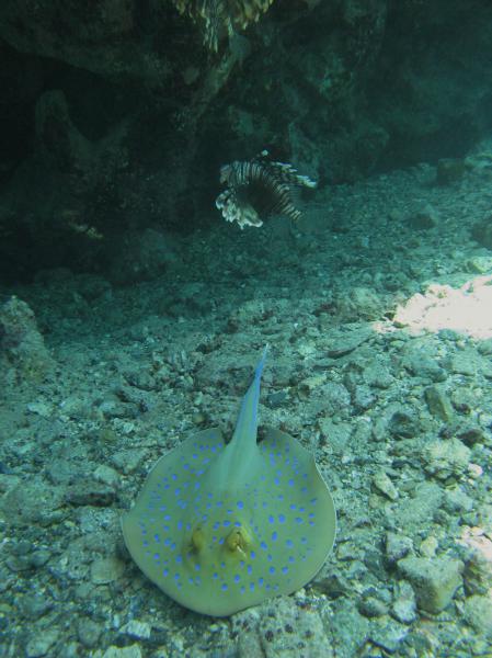 Moby Dick w Marsa Alam