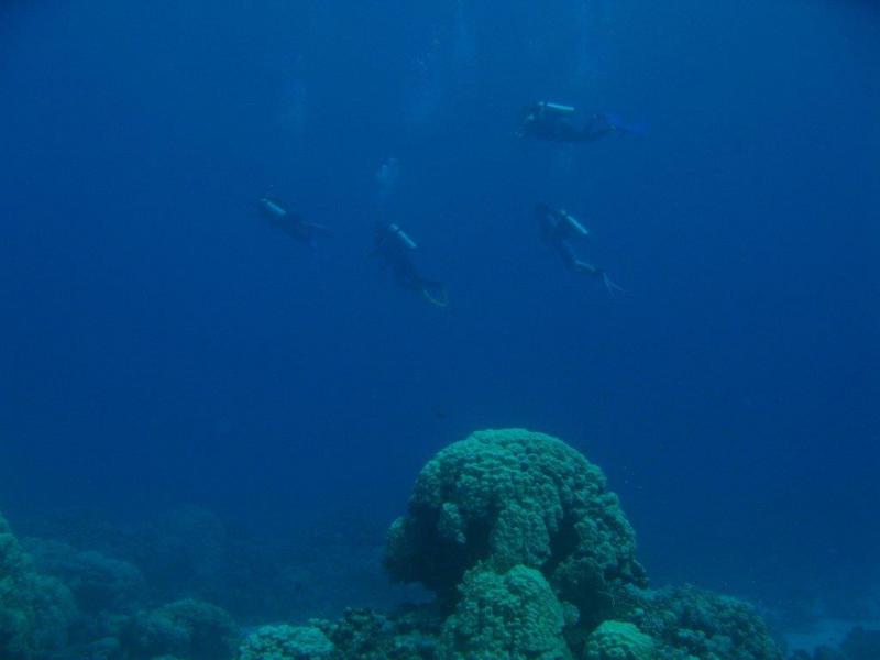 Moby Dick w Marsa Alam