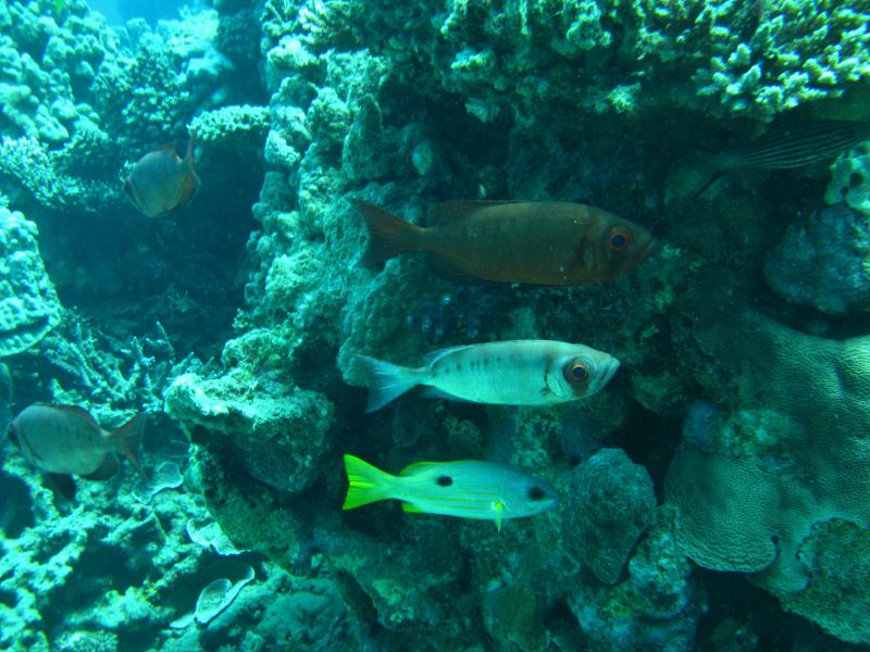 Moby Dick w Marsa Alam