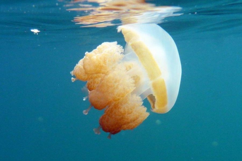 Palau w obiektywie Pawła