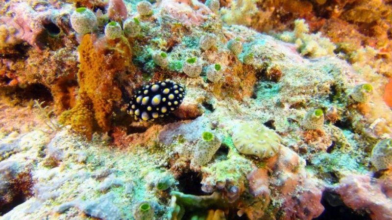 Palau w obiektywie Pawła