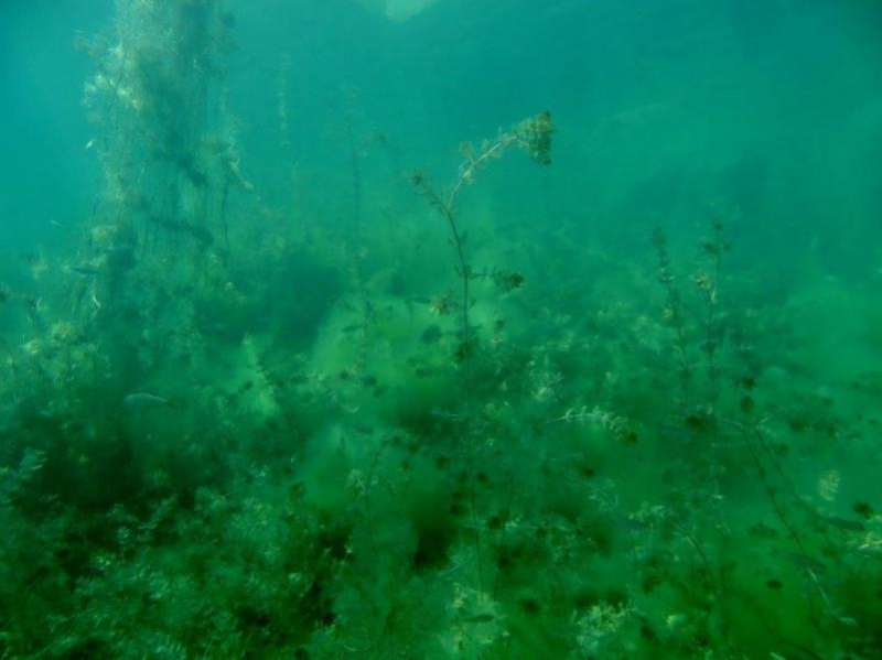 Piechcin i +31 st C ciepełko