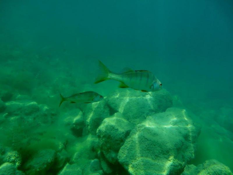 Piechcin i +31 st C ciepełko