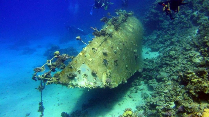 Safari Nurkowe M. Czerwone