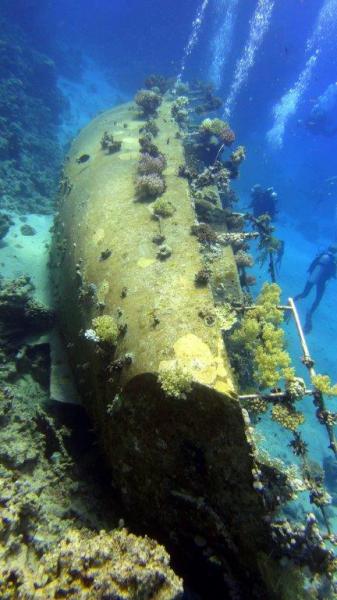 Safari Nurkowe M. Czerwone