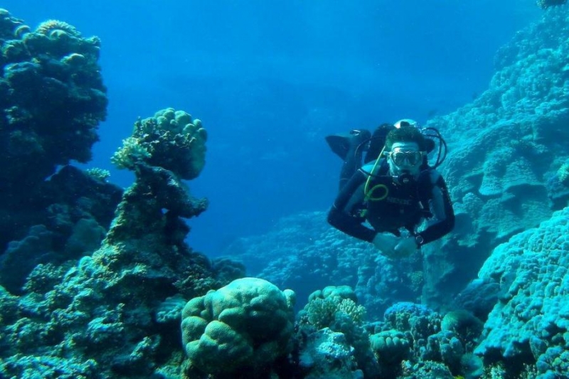 Safari Nurkowe M. Czerwone