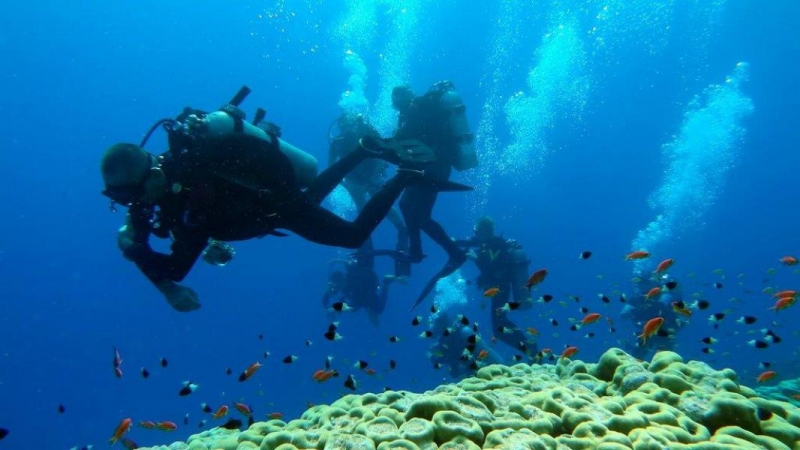 Safari Nurkowe M. Czerwone