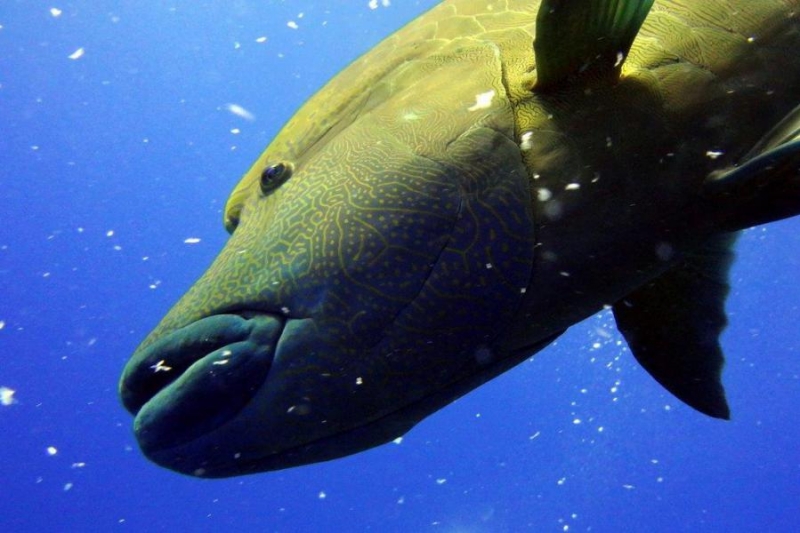 Safari Nurkowe M. Czerwone