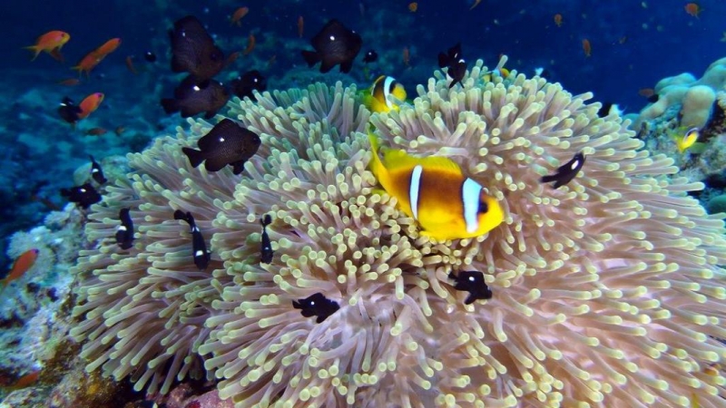 Safari Nurkowe M. Czerwone