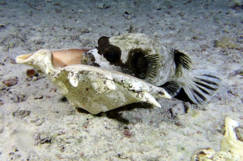 Safari Nurkowe M. Czerwone