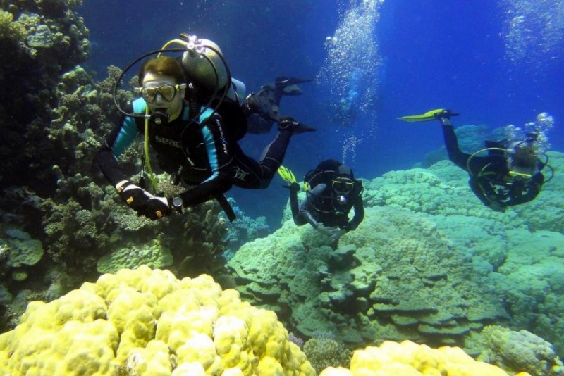 Safari Nurkowe M. Czerwone