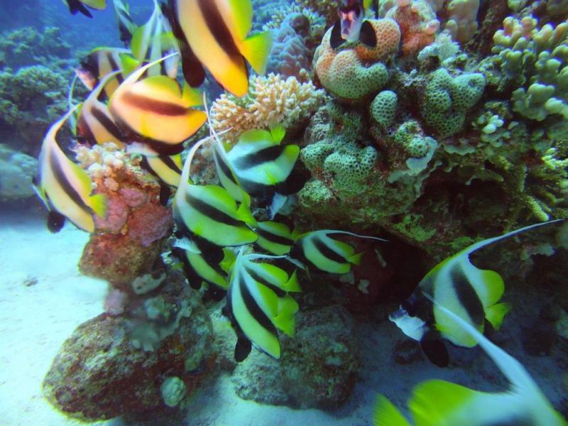 Safari Nurkowe M. Czerwone