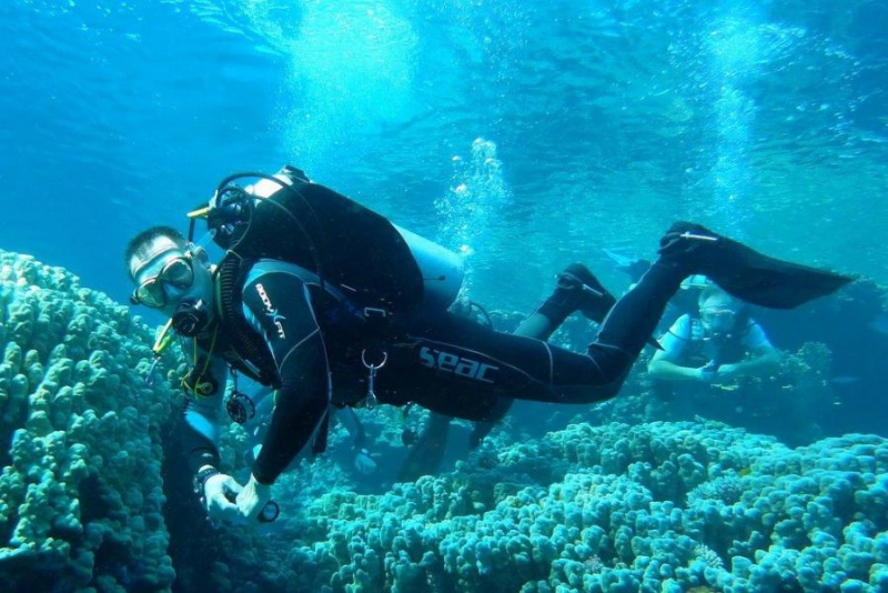 Safari Nurkowe M. Czerwone