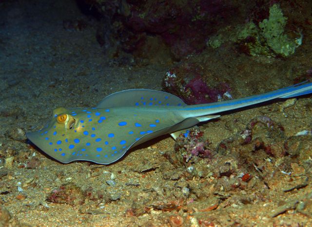 Safari w obiektywie Kasi