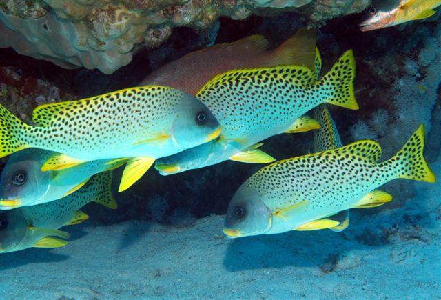 Safari w obiektywie Kasi