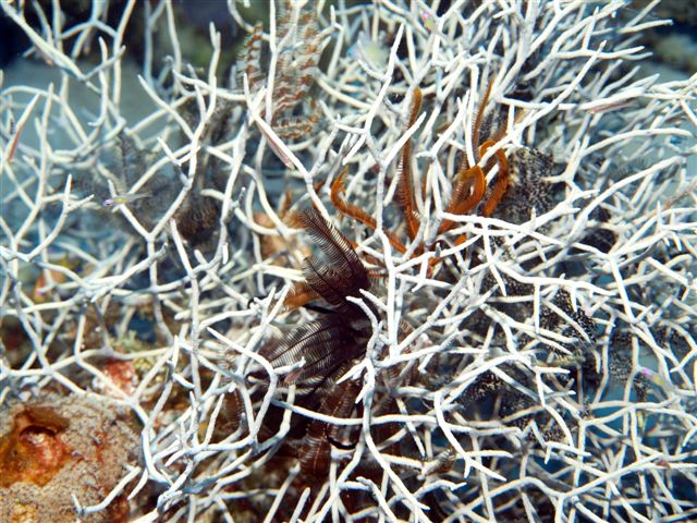 Safari w obiektywie Kasi