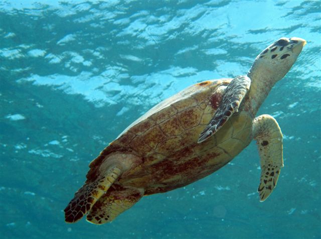 Safari w obiektywie Kasi