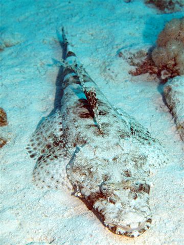 Safari w obiektywie Kasi