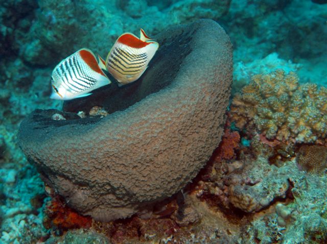 Safari w obiektywie Kasi