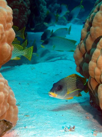 Safari w obiektywie Kasi