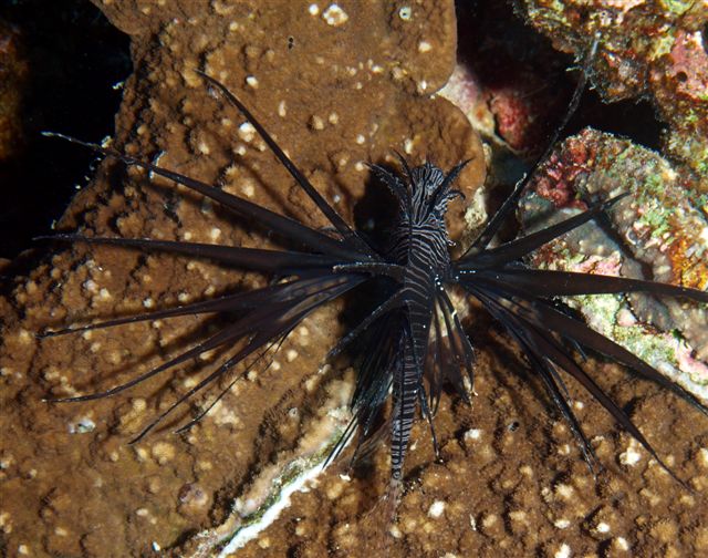 Safari w obiektywie Kasi