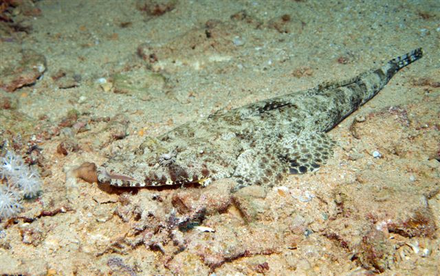 Safari w obiektywie Kasi