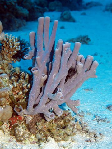 Safari w obiektywie Kasi