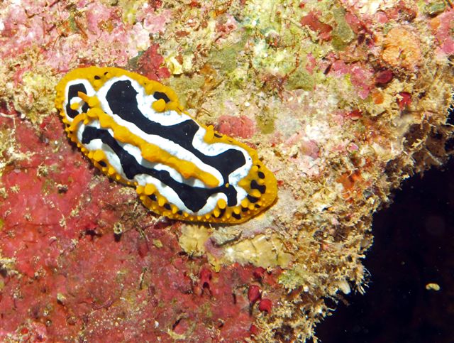 Safari w obiektywie Kasi